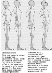 Положение таза