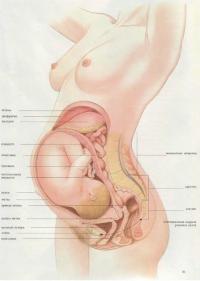 Расположение плода и внутренних органов во время беременности