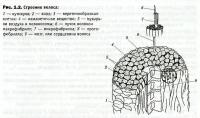 Всё о волосах: строение, состав, типы и фазы роста