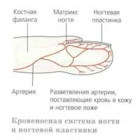 Кровеносная система ногтя и ногтевой пластинки