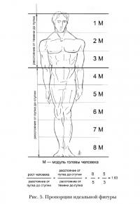 Пропорции идеальной фигуры
