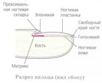 Разрез пальца (вид сбоку)
