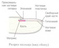 Разрез пальца (вид сбоку)