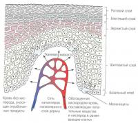 Слои эпидермиса