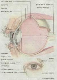 Строение глаза