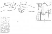 Строение кисти и ногтя