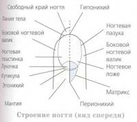 Строение ногтя (вид спереди)