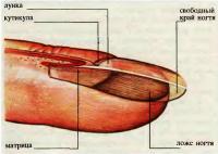 Строение ногтя