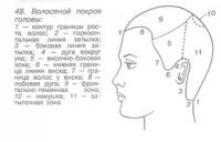 Волосяной покров головы